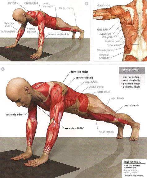 The Science of Fitness | Yoga anatomy, Fitness facts, Healthy fitness