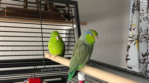 Parrotlet Cage: What Size and Shape is Perfect? - Parrotlet-Blog