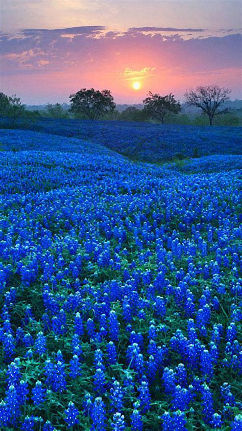 Bluebonnet Field iPhone 7 Wallpaper [750x1334]