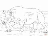 Black Rhinoceros coloring Page  Free Printable Coloring Pages sketch template