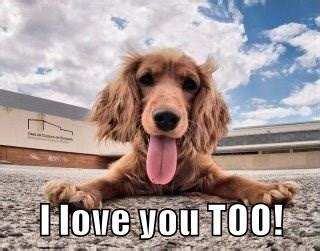 I love you TOO! - I Has A Hotdog - Dog Pictures - Funny pictures of ...