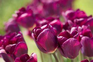 What Is the Meaning of Purple Tulips? | Our Everyday Life