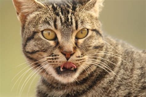 Stomatitis In Cats: What It Is & What To Do About It