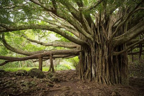 How Big Is the World's Largest Banyan Tree? - AZ Animals