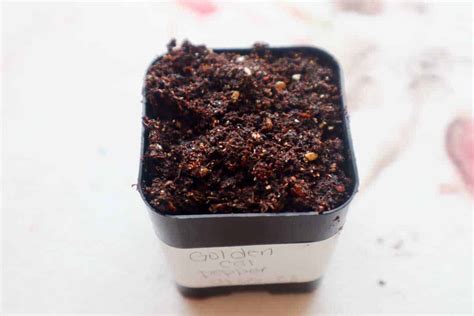 How to Germinate Pepper Seeds - 1898 Mama