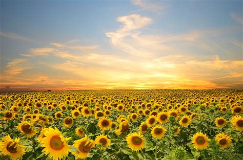 Sunflowers Flowers Sunset Sky Splendor Petals Nature Field Clouds Free ...