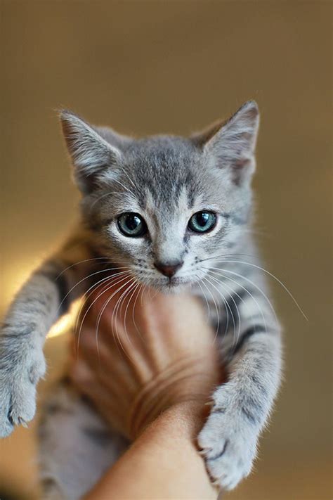 Light gray striped kitten available for adoption at the Canal Road ...