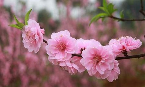 Tet Flowers & Plants