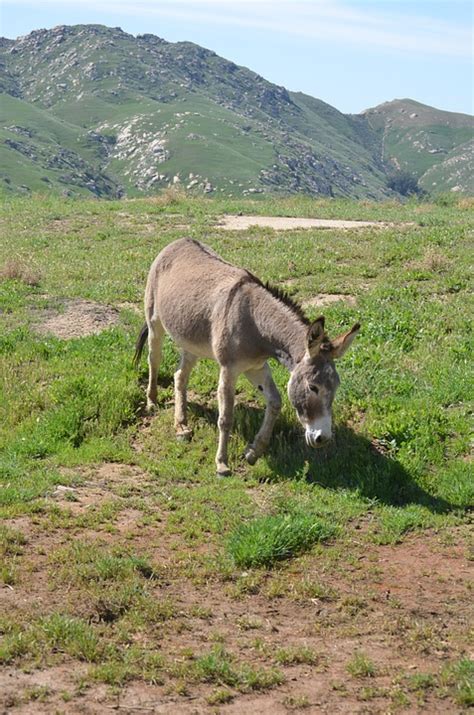 Wild Burro California Mountainous - Free photo on Pixabay - Pixabay