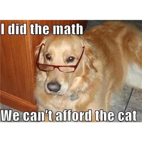 10 Golden Retriever Memes to Celebrate National Golden Retriever Day