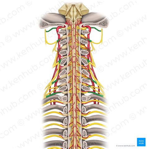 Spinal nerves C1-C8 (#6199) – Kenhub Image License Store