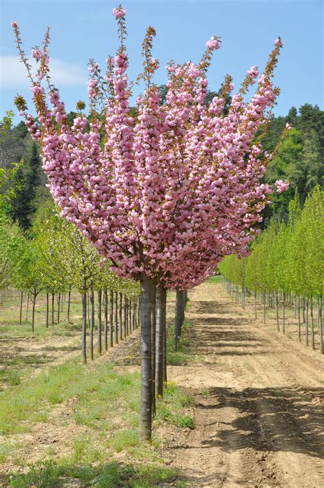 PRUNUS serrulata Kanzan Tige | Jardins, Arbuste, Vegetal