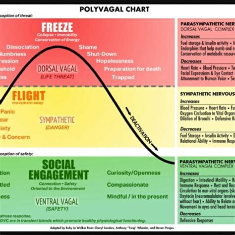 polyvagal+chart+-+Autonomic+nervous+system – TOWARDS LIFE-KNOWLEDGE