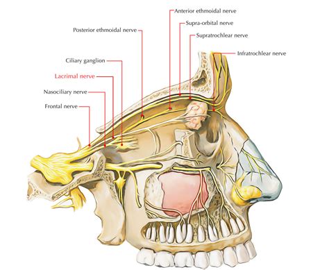 Lacrimal Nerve – Earth's Lab