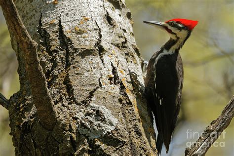 Pileated Woodpecker in Minnesota Nature Center Photograph by Natural ...