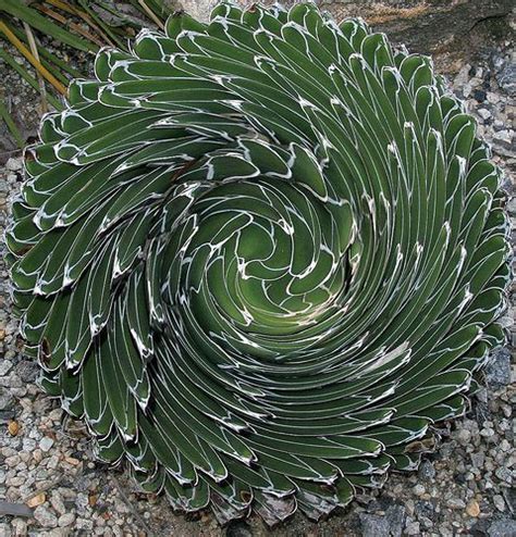 ABG rare South American cactus | Jardim de plantas suculentas, Suculentas, Plantas suculentas