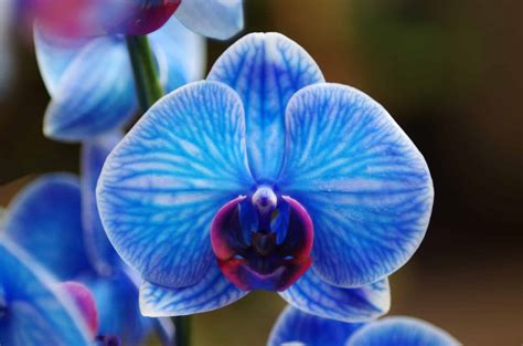 3 Types Of Blue Orchids