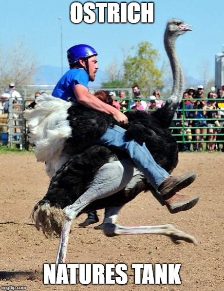 Image tagged in ostrich rider - Imgflip