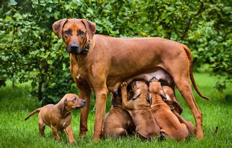 Can Dogs Be Overbred? Vet Reviewed Risks & Consequences | Hepper