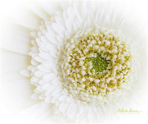 White gerbera. Photograph by Silvia Marcoschamer - Fine Art America