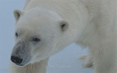 Hungry polar bear sniffing the air. Close-up portrait. Svalbard, Norway ...