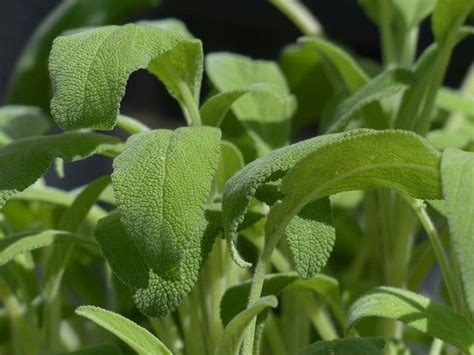 How to Grow Sage Indoors - Gardening Channel