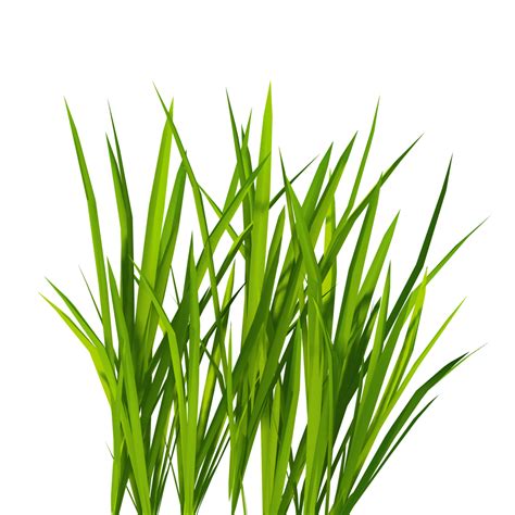 Grass PNG Image - PurePNG | Free transparent CC0 PNG Image Library