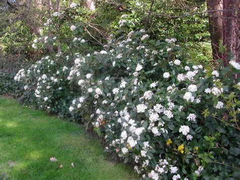 Image gallery | Viburnum, Specimen trees, Plants