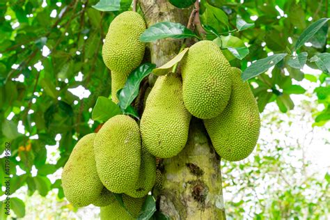 Jackfruit or Pohon Nangka is the name of a kind of tree, as well as fruit. Jackfruit trees ...