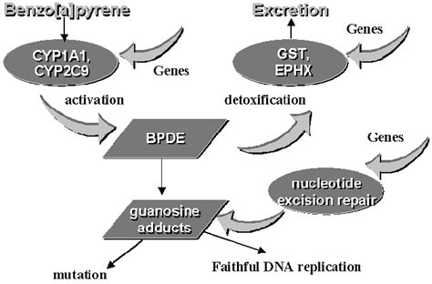 Metabolism of benzo[a]pyrene. | Download Scientific Diagram