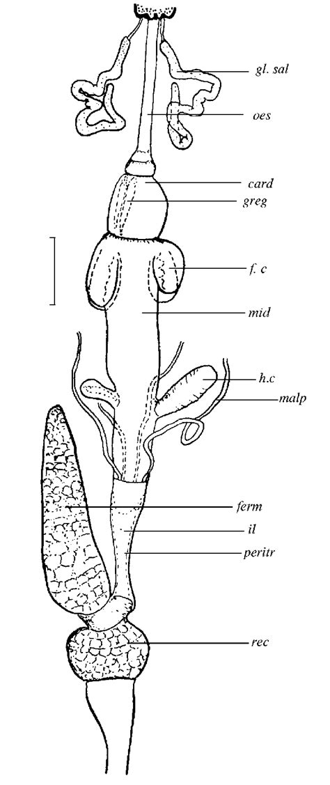 Digestive system of the 4th-instar larva of Tipula (Vestiplex)... | Download Scientific Diagram