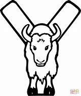 Letter Y Is For Yak coloring Page  Free Printable Coloring Pages sketch template