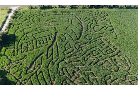 Corn Maze