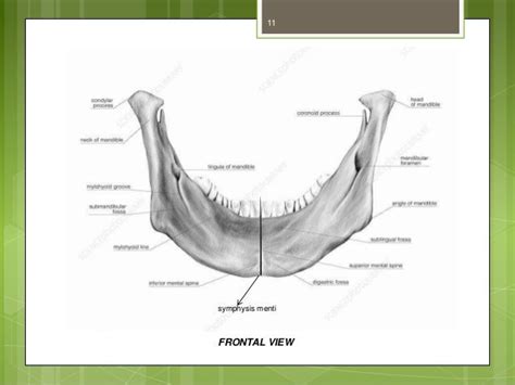 GROWTH & DEVELOPMENT OF MANDIBLE