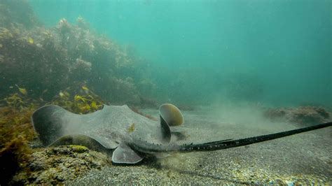 Goat Island Marine Reserve, Auckland - Book Tickets & Tours