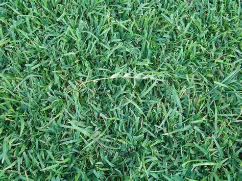 6 Best Grass Types for Corpus Christi, TX | Wikilawn