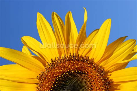 Sunflower Sunrise Wallpaper | Wallsauce US