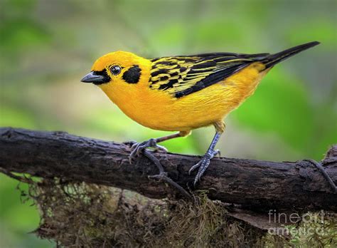 Golden Tanager Photograph by Emma England