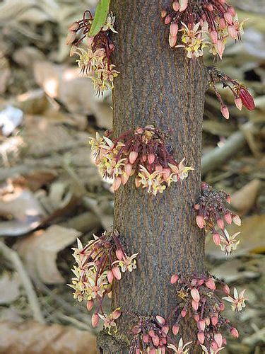 Pin on Trees...wood...and leaves