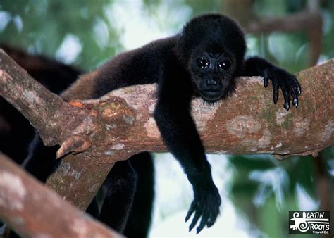 Guide to 4 of Ecuador Ecosystems: Forests (Mangrove, Dry, Cloud, Rain) | Latin Roots