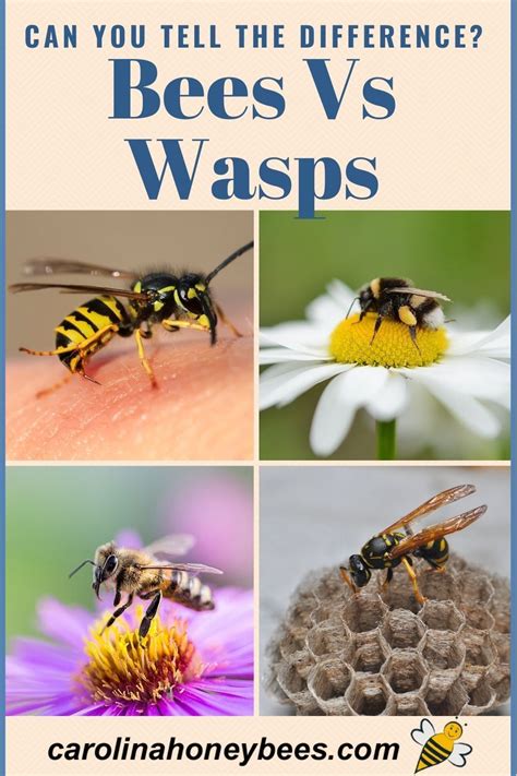 How to identify a bee nest vs wasp nest. Each insect has a different ...