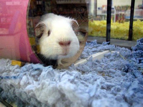 petco_guinea_pig | Flickr - Photo Sharing!