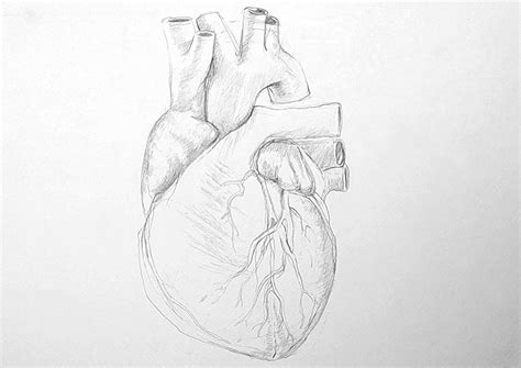 Realistic Heart Drawing