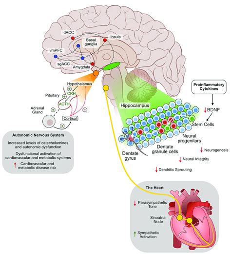 The neurobiology of mood disorders. | Download Scientific Diagram