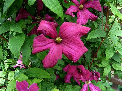 Clematis Viticella Etoille Violette