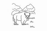 Coloring Pages Of A Group Bison sketch template