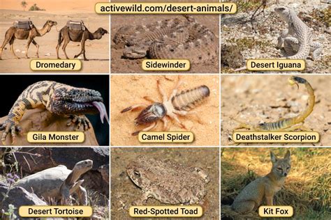 Desert Animals List With Pictures & Amazing Facts