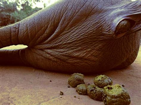 Do you know the world's most expensive coffee comes from elephant dung ?_国际_蛋蛋赞