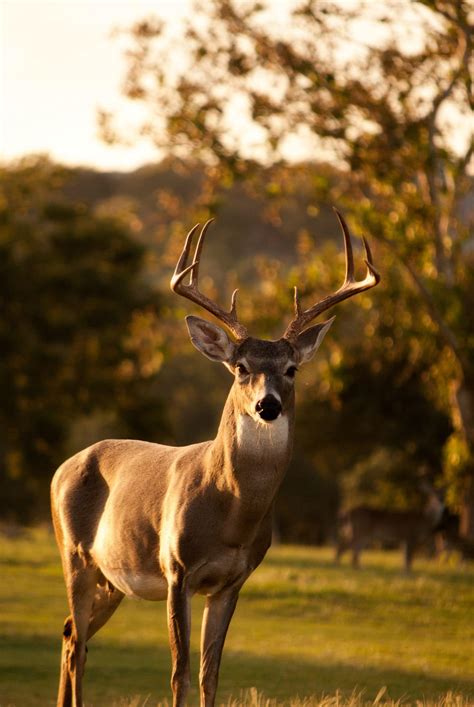 Whitetail Deer Antler Facts