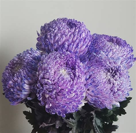 Dyed purple mum disbud chrysanthemum - T & G Flower Growers